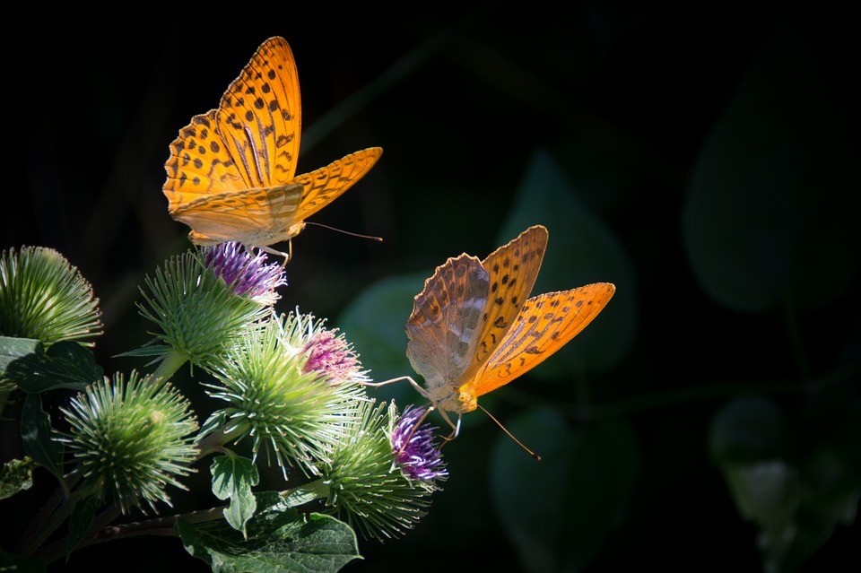 Красивые и удивительные картинки бабочек - подборка 20 фото 17