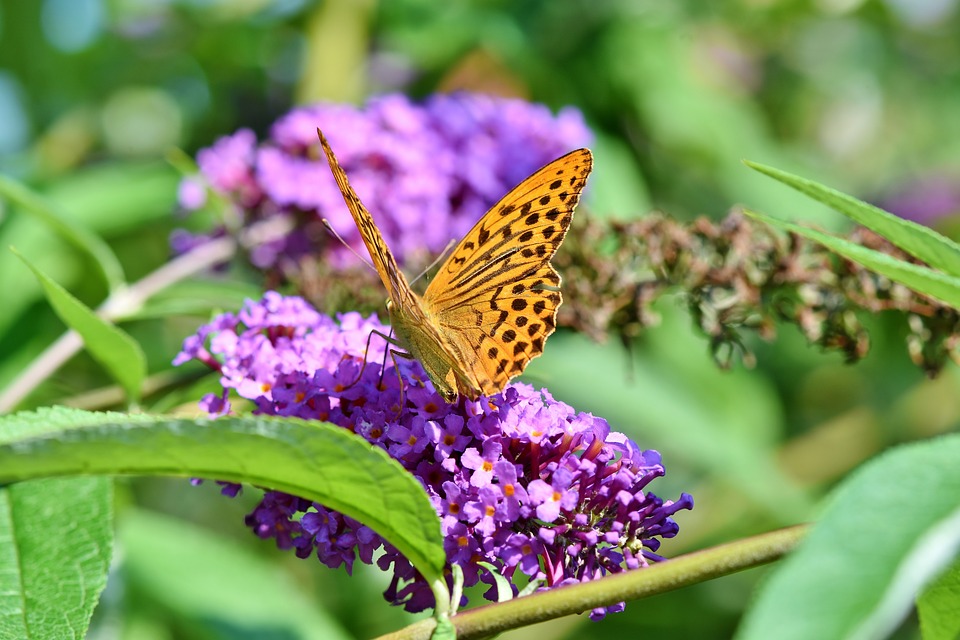 Красивые и удивительные картинки бабочек - подборка 20 фото 18