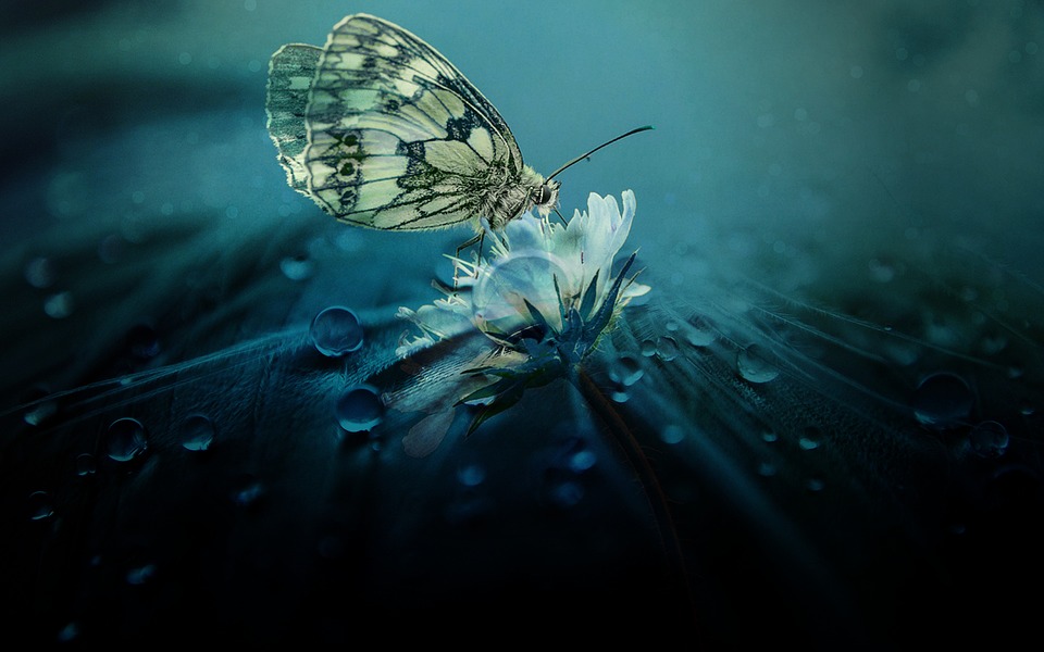 Красивые и удивительные картинки бабочек - подборка 20 фото 19