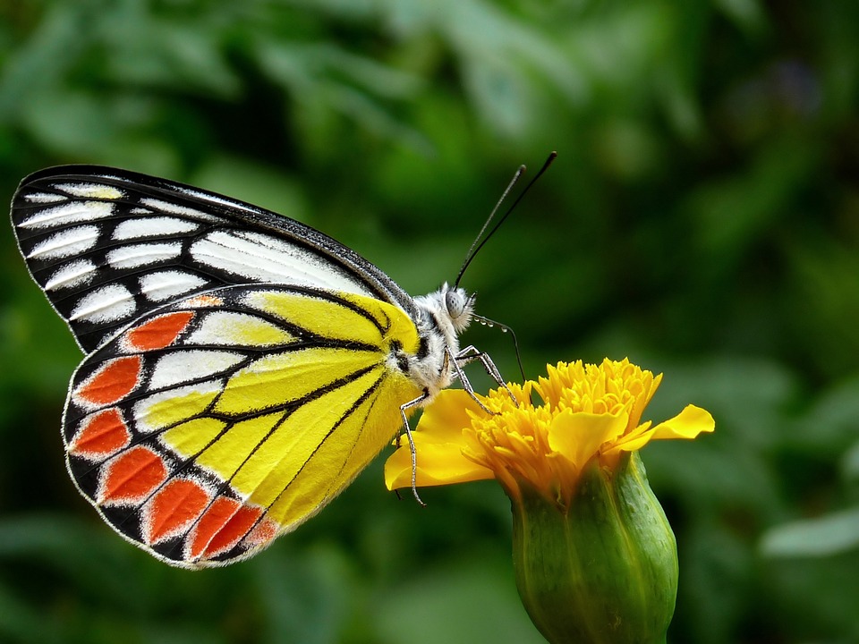 Красивые и удивительные картинки бабочек - подборка 20 фото 4