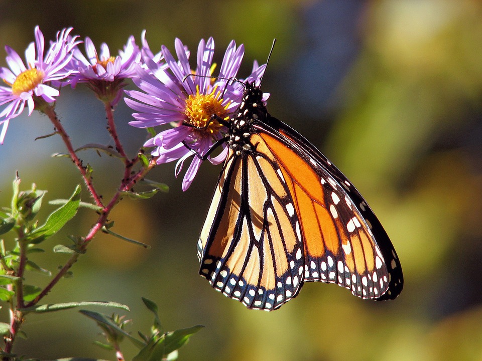 Красивые и удивительные картинки бабочек - подборка 20 фото 5