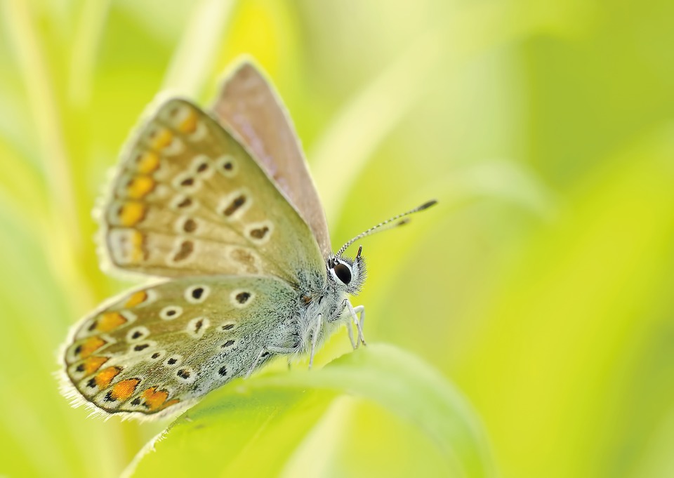 Красивые и удивительные картинки бабочек - подборка 20 фото 7