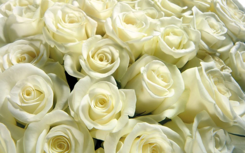 Красивые картинки цветов белые розы, удивительные букеты 12