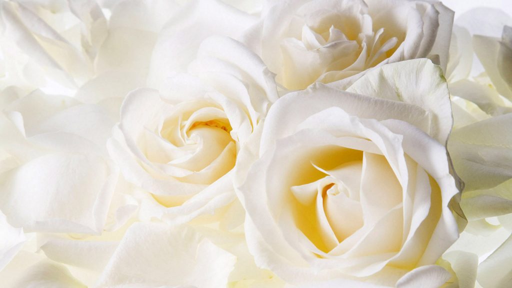 Красивые картинки цветов белые розы, удивительные букеты 15