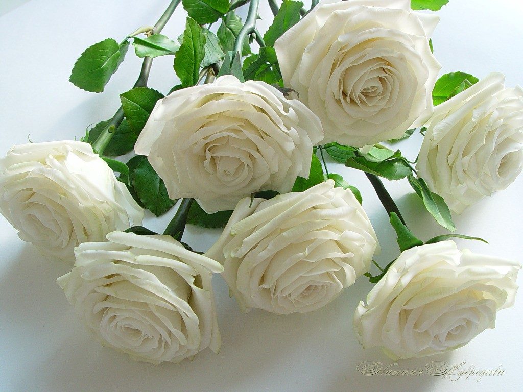 Красивые картинки цветов белые розы, удивительные букеты 16