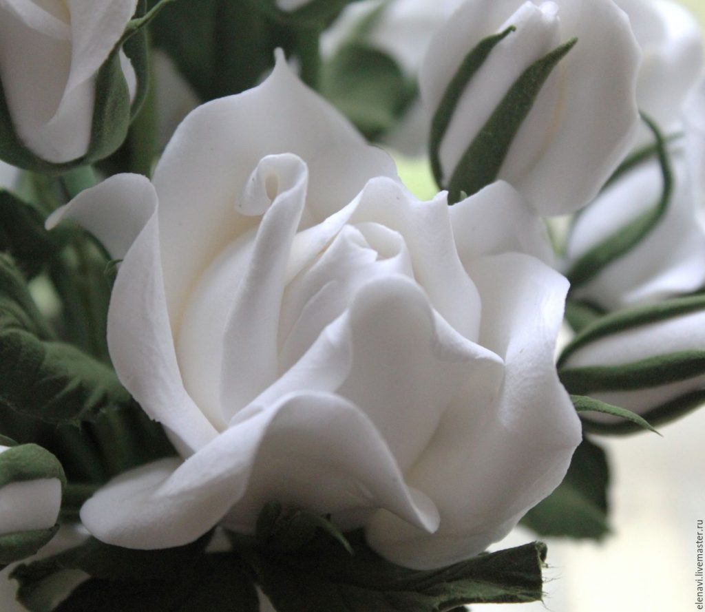 Красивые картинки цветов белые розы, удивительные букеты 3