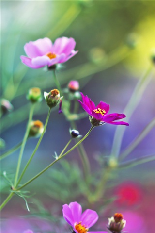 Красивые картинки цветов для заставки телефона - подборка 11