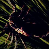 Красивые обои и картинки скорпионов на телефон на заставку 14