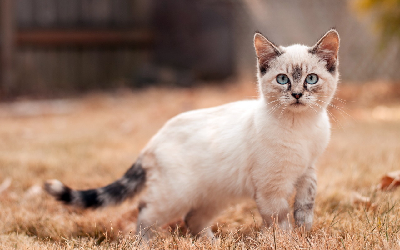 Очень красивые кошки картинки. Тайская кошка и Манчкин. Манчкин сиамский. Манчкин кот сиамский. Сиамская кошка Манчкин.