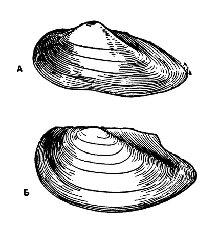 Двустворчатые моллюски рисунок