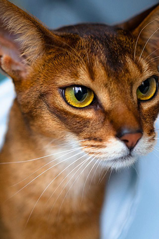 Абиссинская кошка - красивые обои для заставки телефона 1
