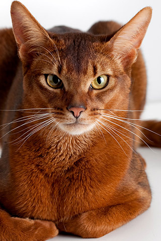 Абиссинская кошка - красивые обои для заставки телефона 11