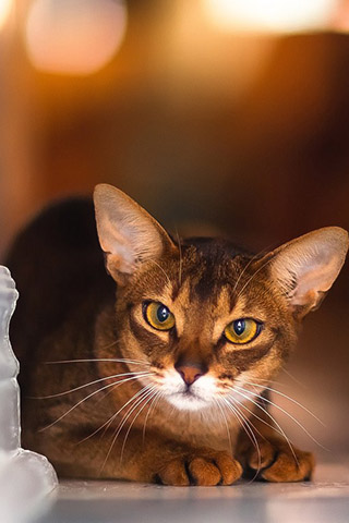 Абиссинская кошка - красивые обои для заставки телефона 12