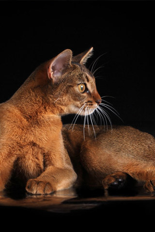 Абиссинская кошка - красивые обои для заставки телефона 13
