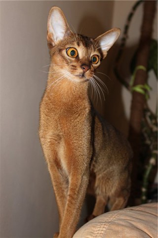 Абиссинская кошка - красивые обои для заставки телефона 14