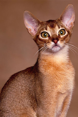 Абиссинская кошка - красивые обои для заставки телефона 2