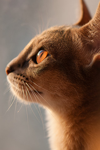Абиссинская кошка - красивые обои для заставки телефона 5