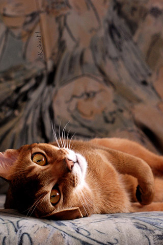 Абиссинская кошка - красивые обои для заставки телефона 6