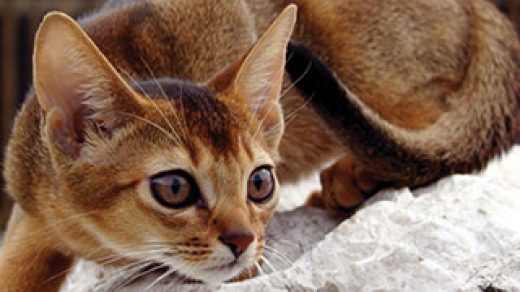 Абиссинская кошка - красивые обои для заставки телефона 8