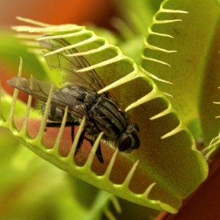 Венерина мухоловка - выращиваем хищника дома, важные секреты 2