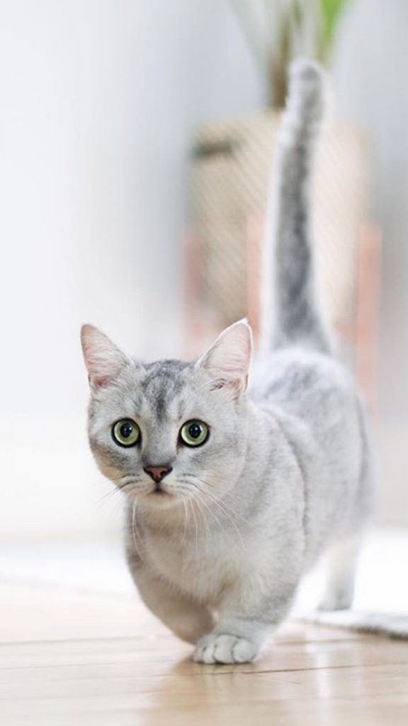 Красивые Манчкин кошки с маленькими лапками - обои, картинки 1