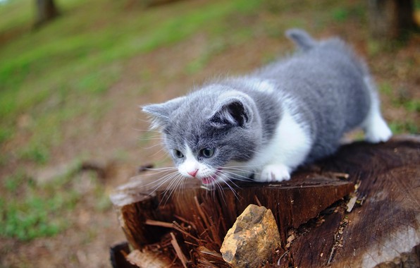 Красивые Манчкин кошки с маленькими лапками - обои, картинки 10