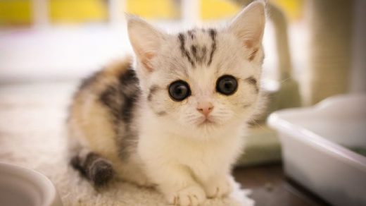 Красивые Манчкин кошки с маленькими лапками - обои, картинки 12