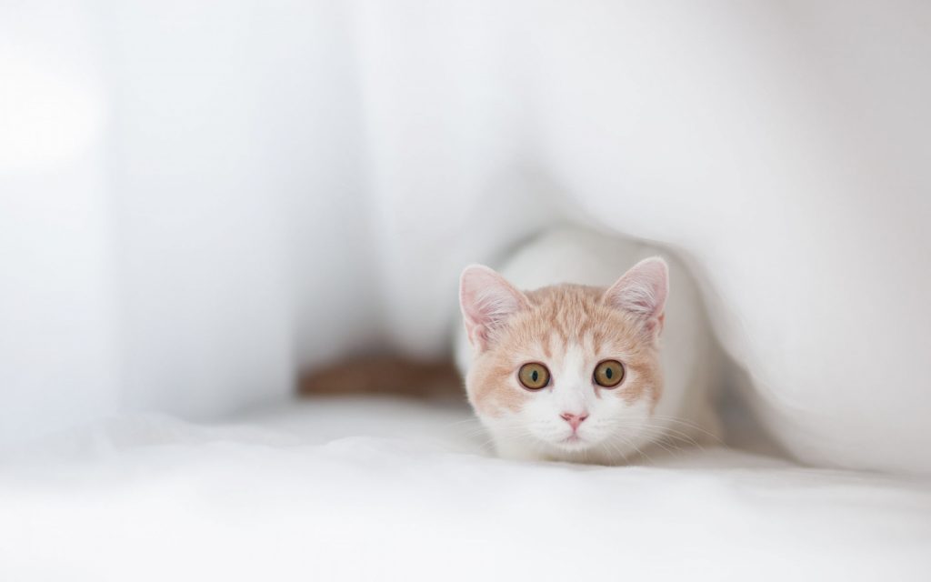 Красивые Манчкин кошки с маленькими лапками - обои, картинки 8