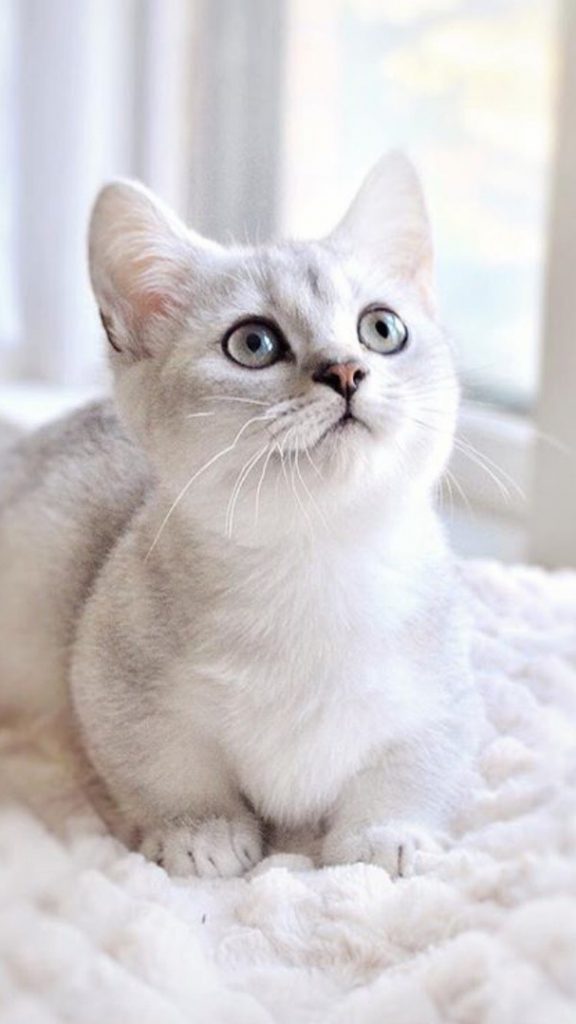 Красивые Манчкин кошки с маленькими лапками - обои, картинки 9