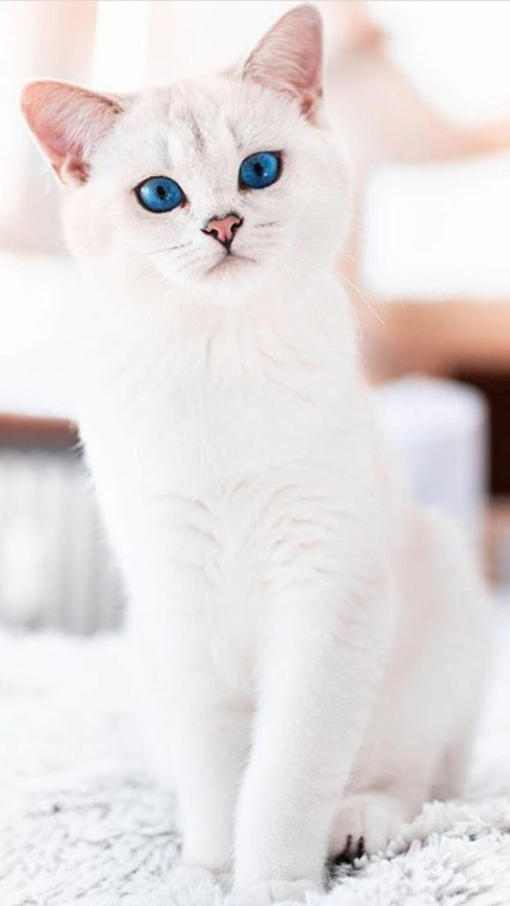 Красивые и невероятные кошки, котики Као мани - картинки, фото 10