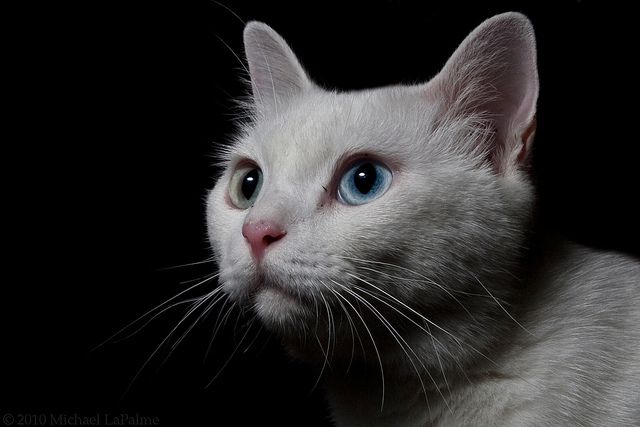 Красивые и невероятные кошки, котики Као мани - картинки, фото 11