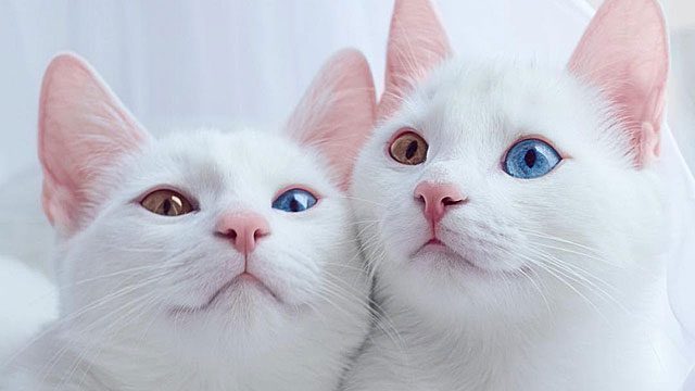 Красивые и невероятные кошки, котики Као мани - картинки, фото 3