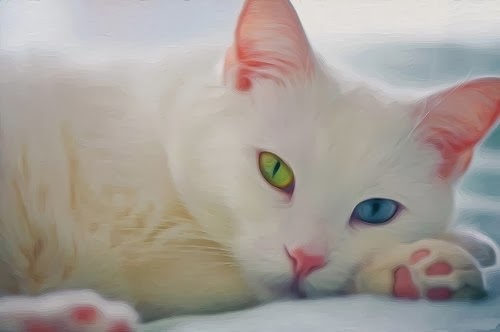 Красивые и невероятные кошки, котики Као мани - картинки, фото 4