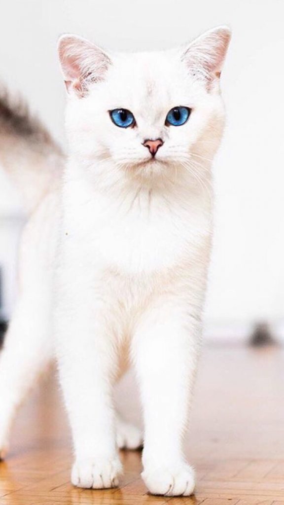 Красивые и невероятные кошки, котики Као мани - картинки, фото 6