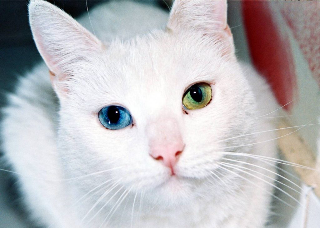 Красивые и невероятные кошки, котики Као мани - картинки, фото 7