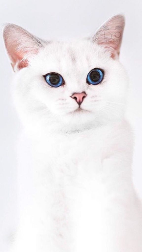 Красивые и невероятные кошки, котики Као мани - картинки, фото 8