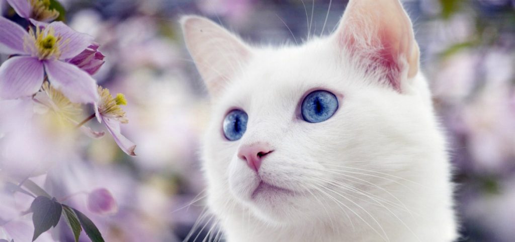 Красивые и невероятные кошки, котики Као мани - картинки, фото 9