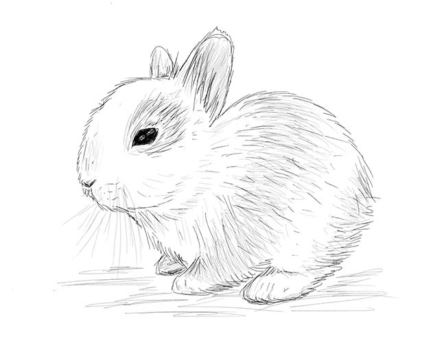 Красивые и простые рисунки, картинки кроликов для срисовки - сборка 15