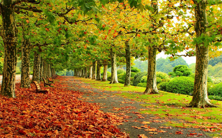 Красивые и удивительные картинки осень в парке - подборка фото 1