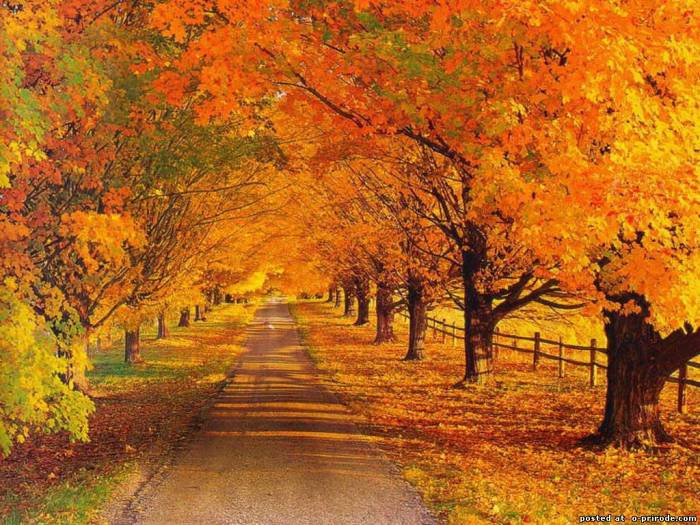 Красивые и удивительные картинки осень в парке - подборка фото 3