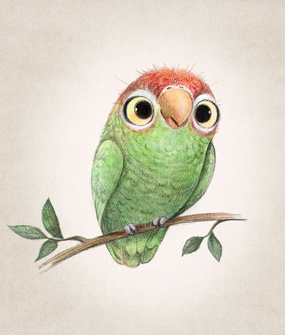 Красивые картинки и рисунки попугаев для срисовки для детей 9