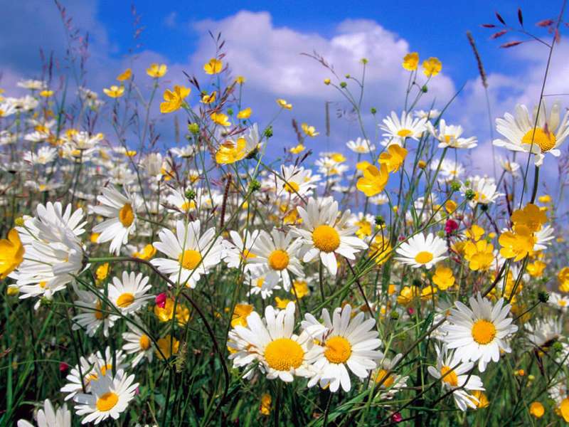 Красивые полевые цветы - удивительные картинки и фотографии 1