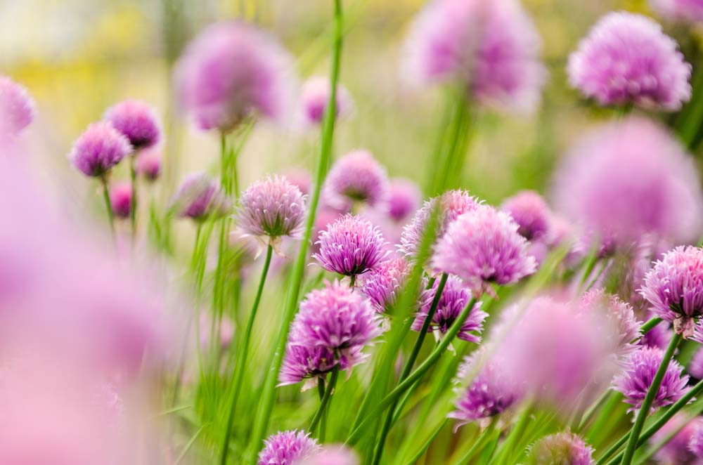 Красивые полевые цветы - удивительные картинки и фотографии 10