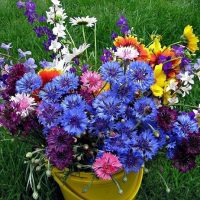 Красивые полевые цветы - удивительные картинки и фотографии 13