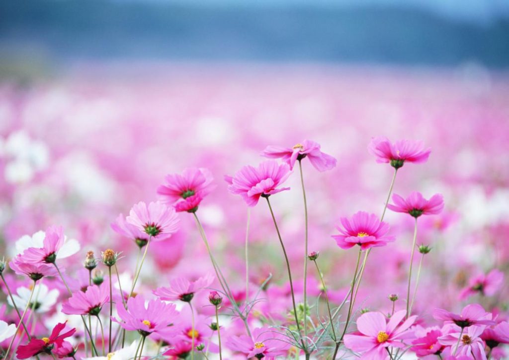 Красивые полевые цветы - удивительные картинки и фотографии 16