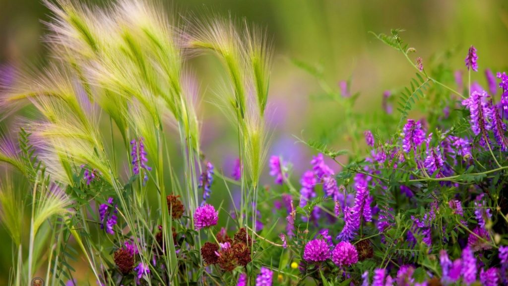 Красивые полевые цветы - удивительные картинки и фотографии 17