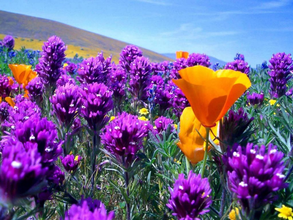 Красивые полевые цветы - удивительные картинки и фотографии 3