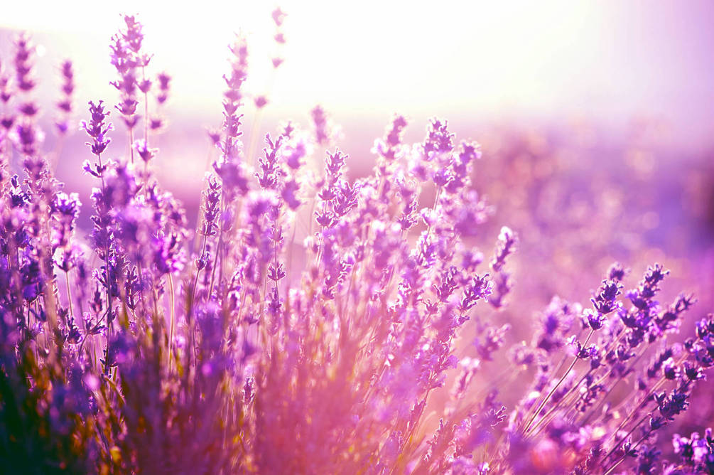 Красивые полевые цветы - удивительные картинки и фотографии 8