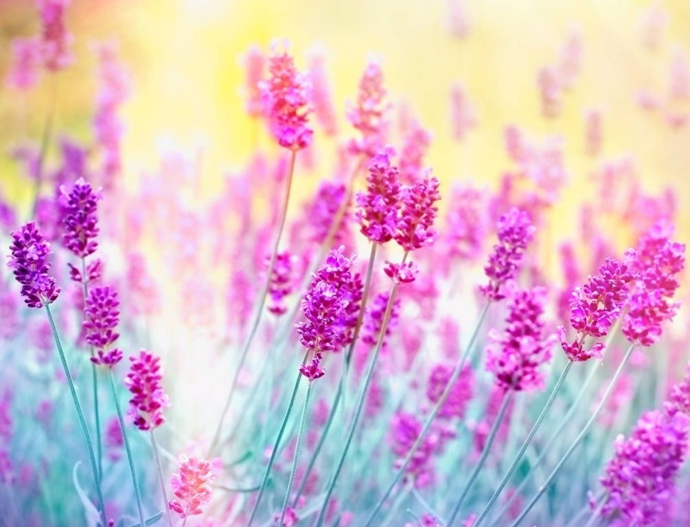 Красивые полевые цветы - удивительные картинки и фотографии 9