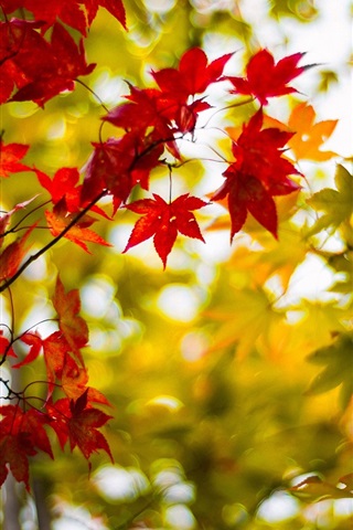 Осенние листья картинки на телефон - самые красивые и прикольные 1